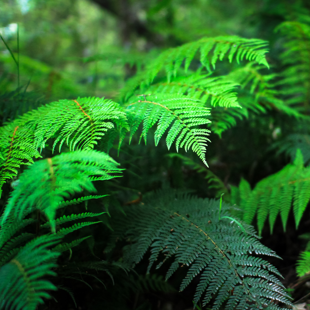 Polystichum proliferum 'Mother Shield Fern' 7cm