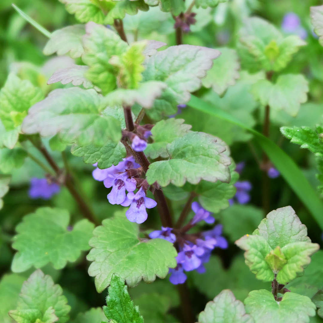 Catnip 95mm