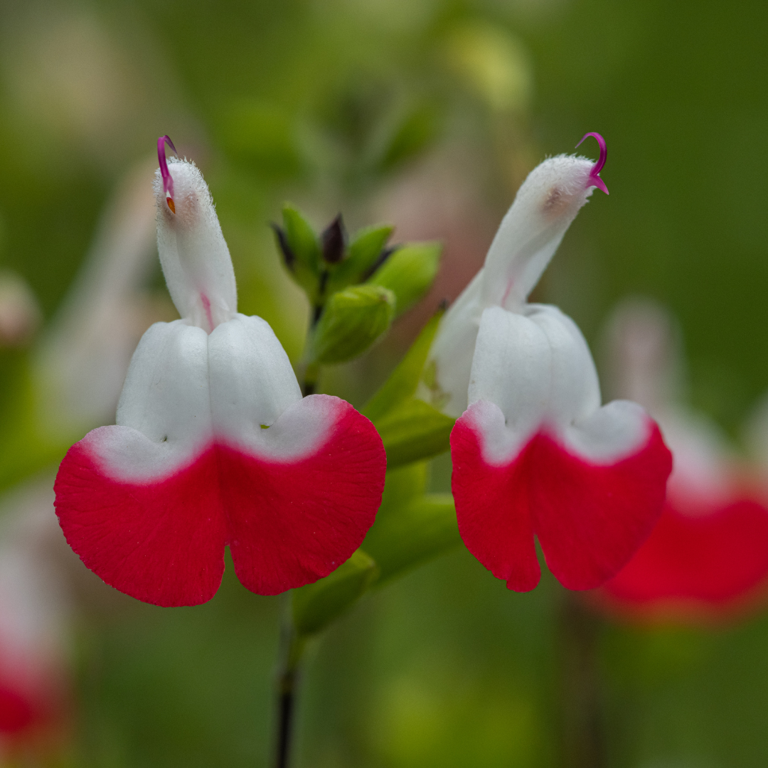 Salvia microphylla 'Hot Lips' 95mm