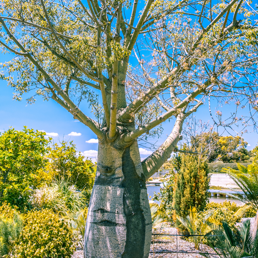 Brachychition rupestris 'QLD Bottle Tree' 14cm