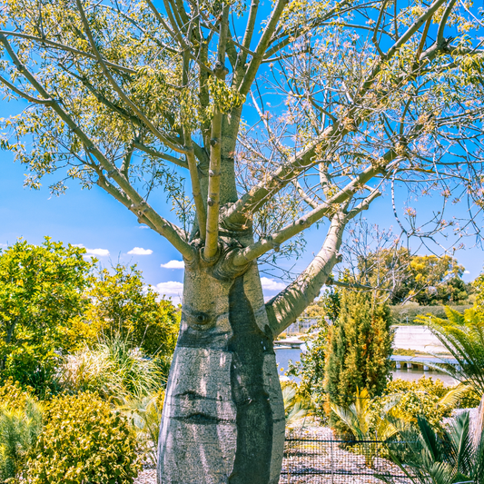 Brachychition rupestris 'QLD Bottle Tree' 14cm