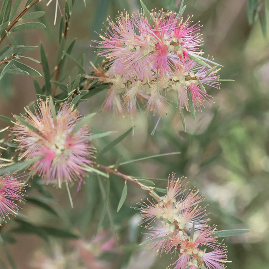 Callistemon sieberi 'Sugar Candy' 20cm