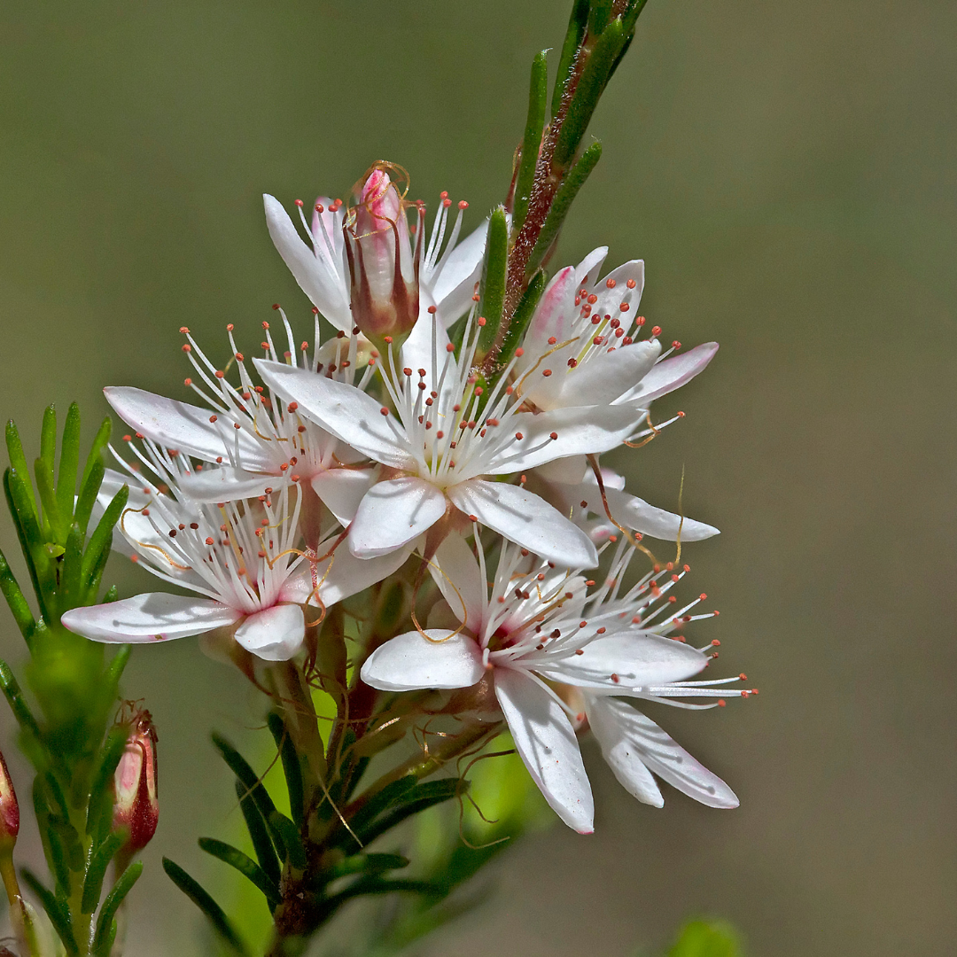 Calytrix tetragona White 14cm