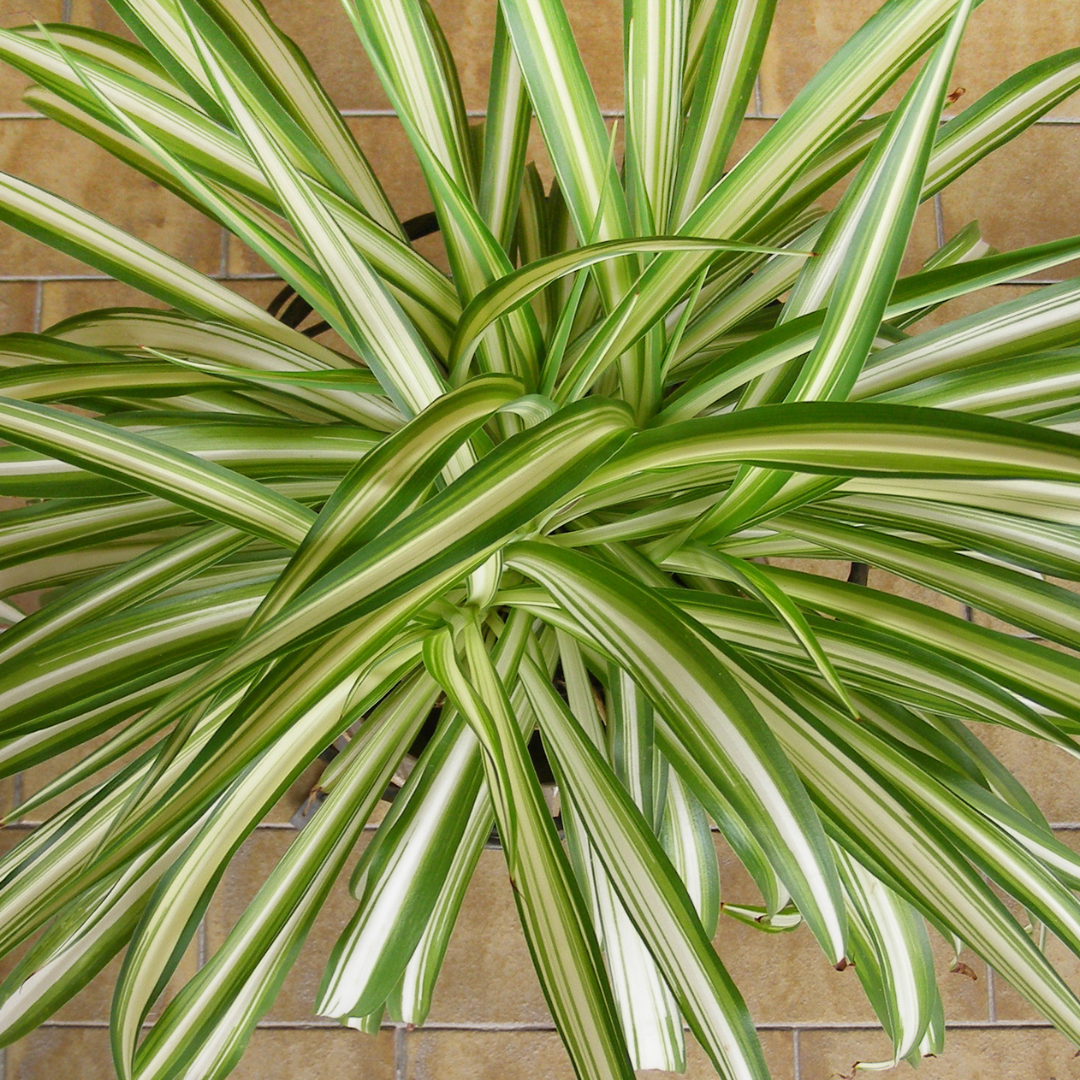 Chlorophytum comosum ‘Spider Plant’ 14cm