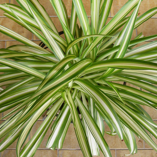 Chlorophytum comosum ‘Spider Plant’ 14cm