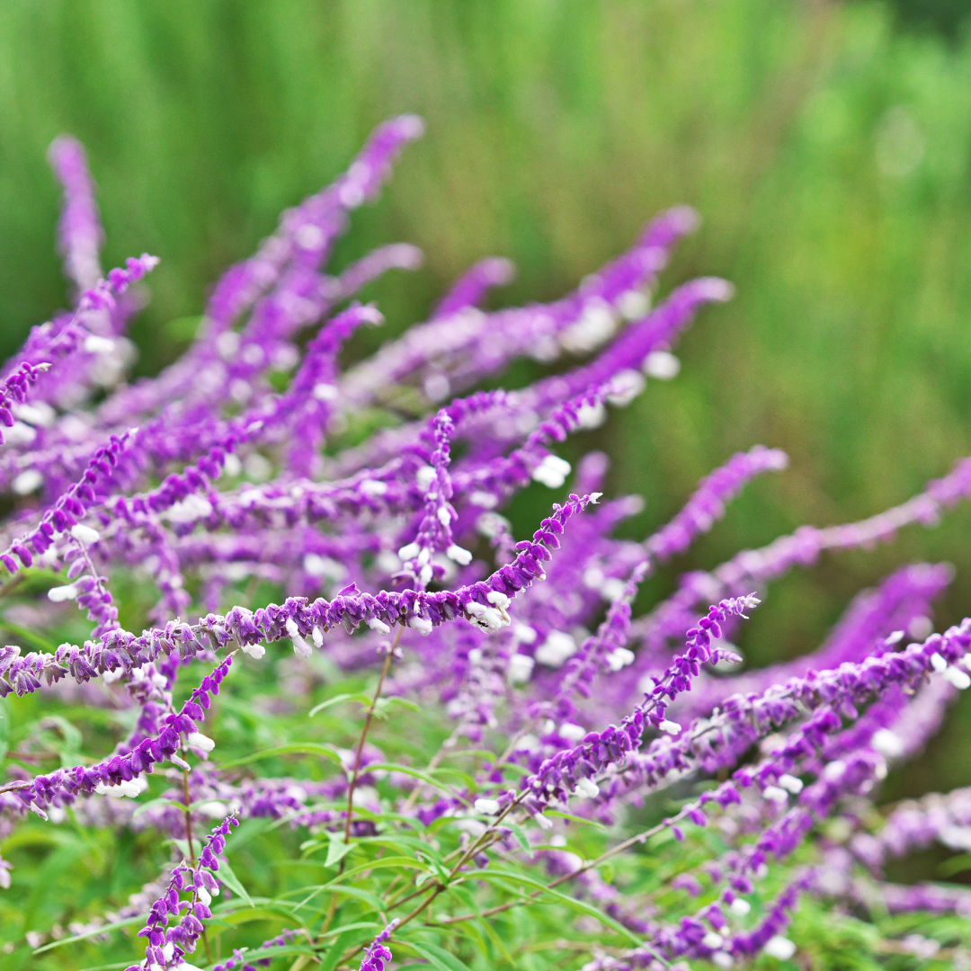 Salvia leucantha 14cm