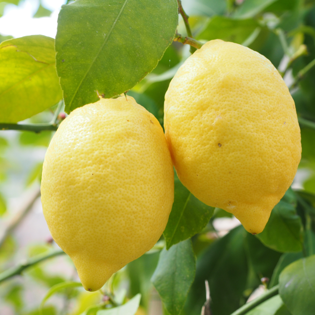 Lemon Lisbon Grafted 5L