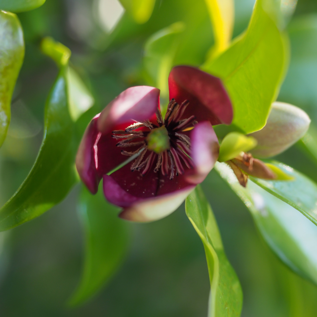 Michelia figo 'Port Wine Magnolia' 20cm