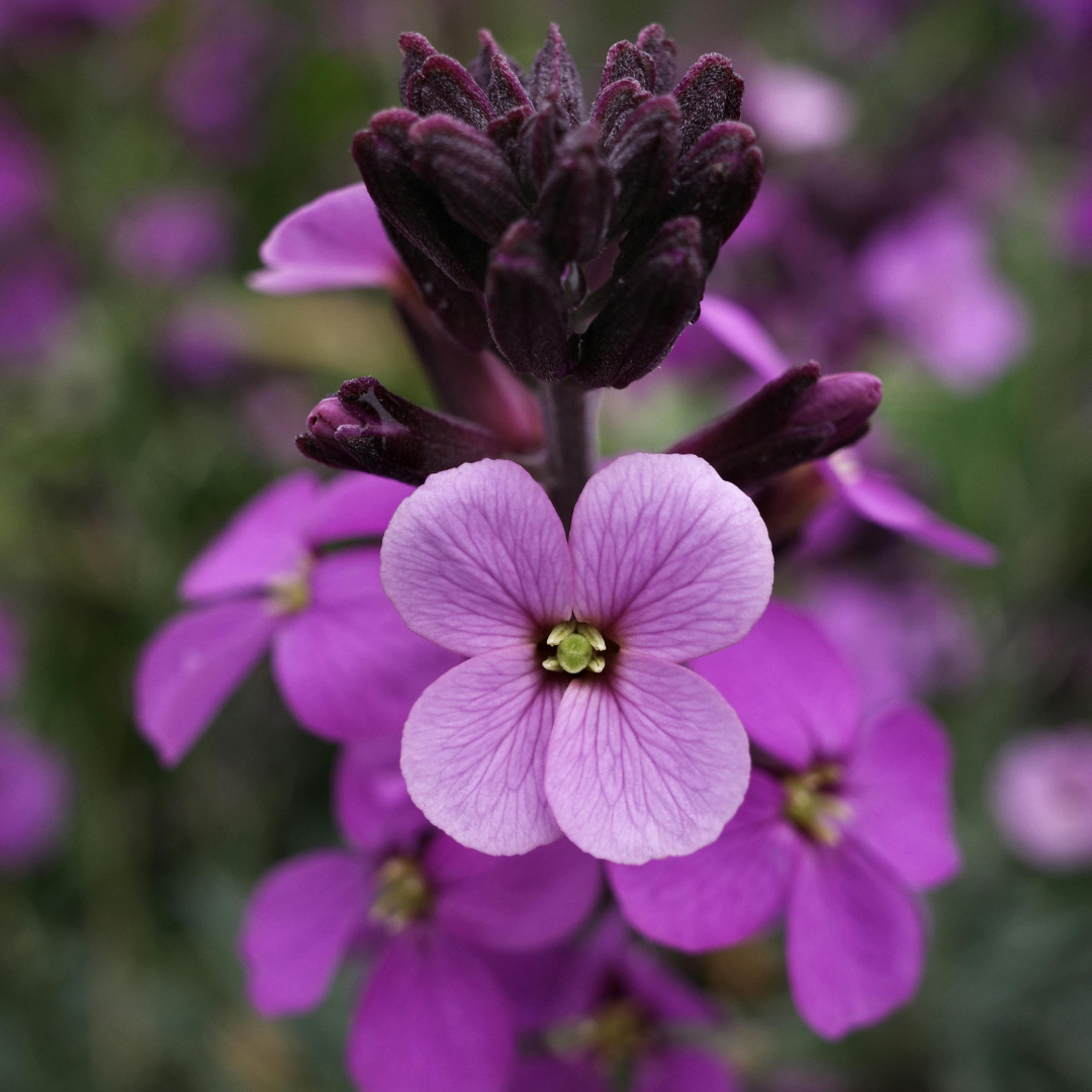 Erysimum 'Bowle's Mauve' 14cm