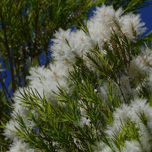 Melaleuca linariifolia 'Snow in Summer' 25cm