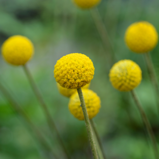 Pycnosorus globosus 'Billy Buttons' 14cm