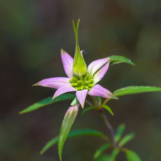 Mint - Horse Monarda punctata 95mm