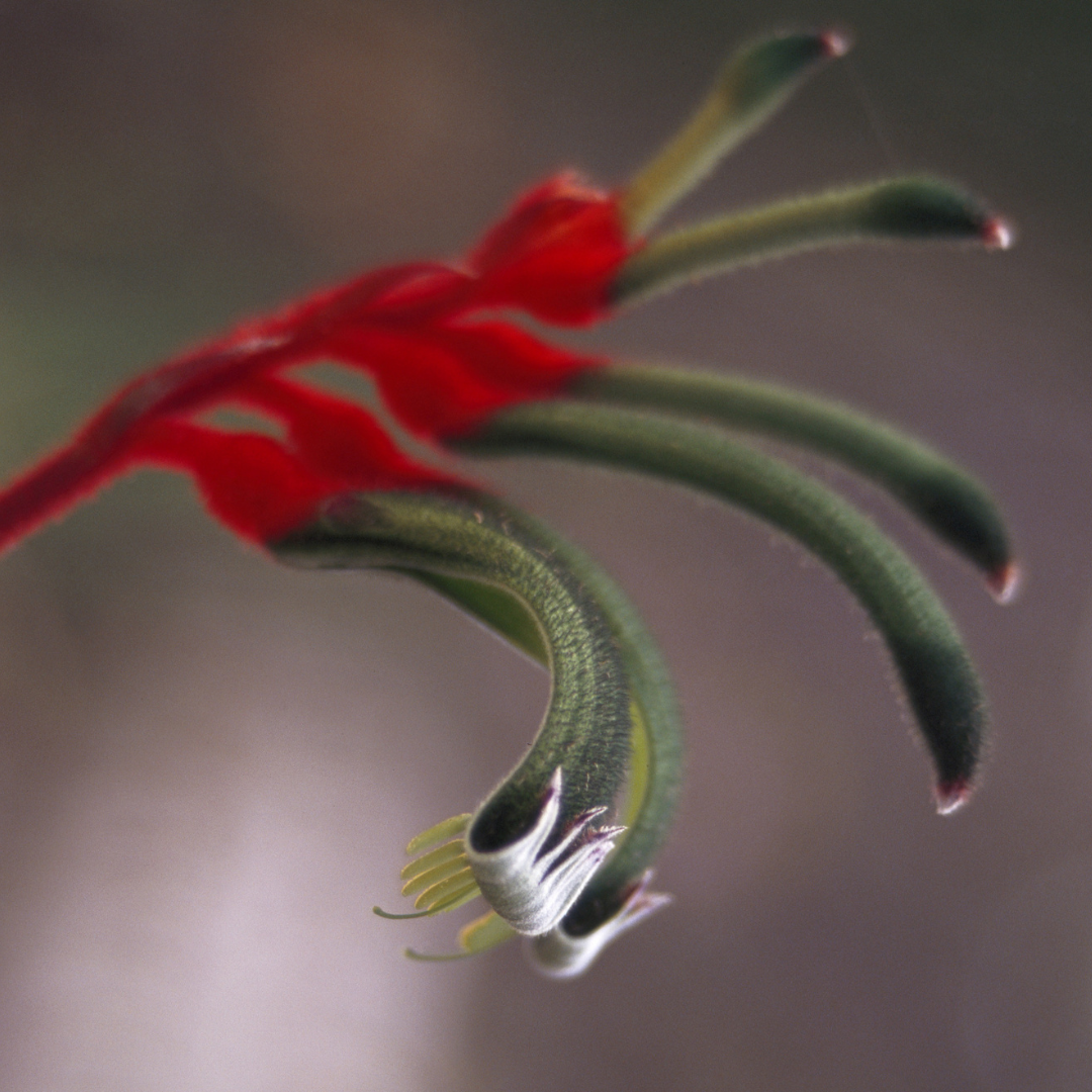 Anigozanthos 'Bush Dance' 14cm