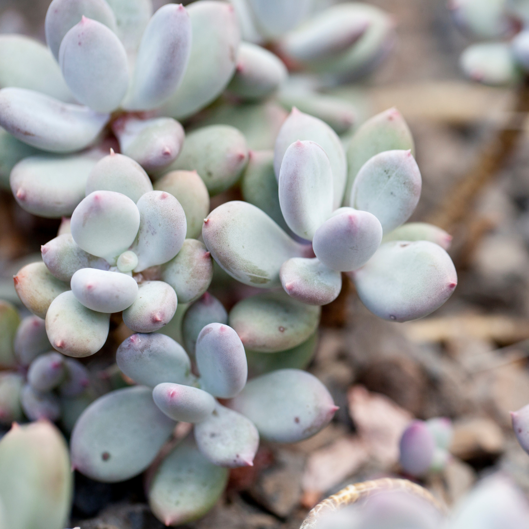 Pacyphytum glutinicaule 'Lavender Pebbles' 7cm