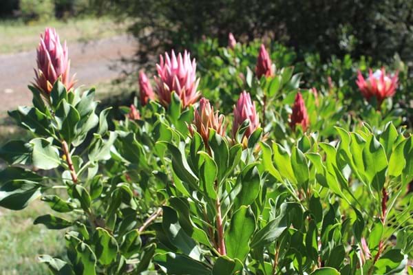 Protea 'Pink Crown' 20cm