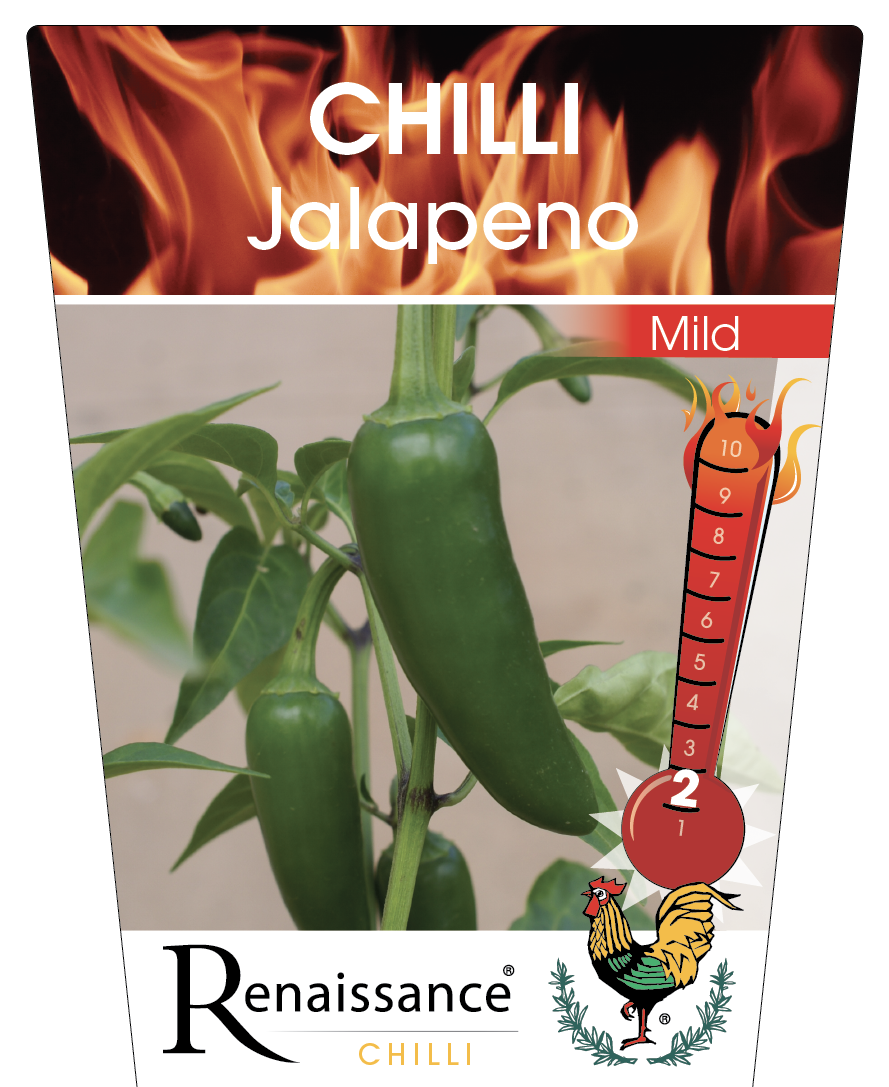 Chilli Jalapeno 95mm