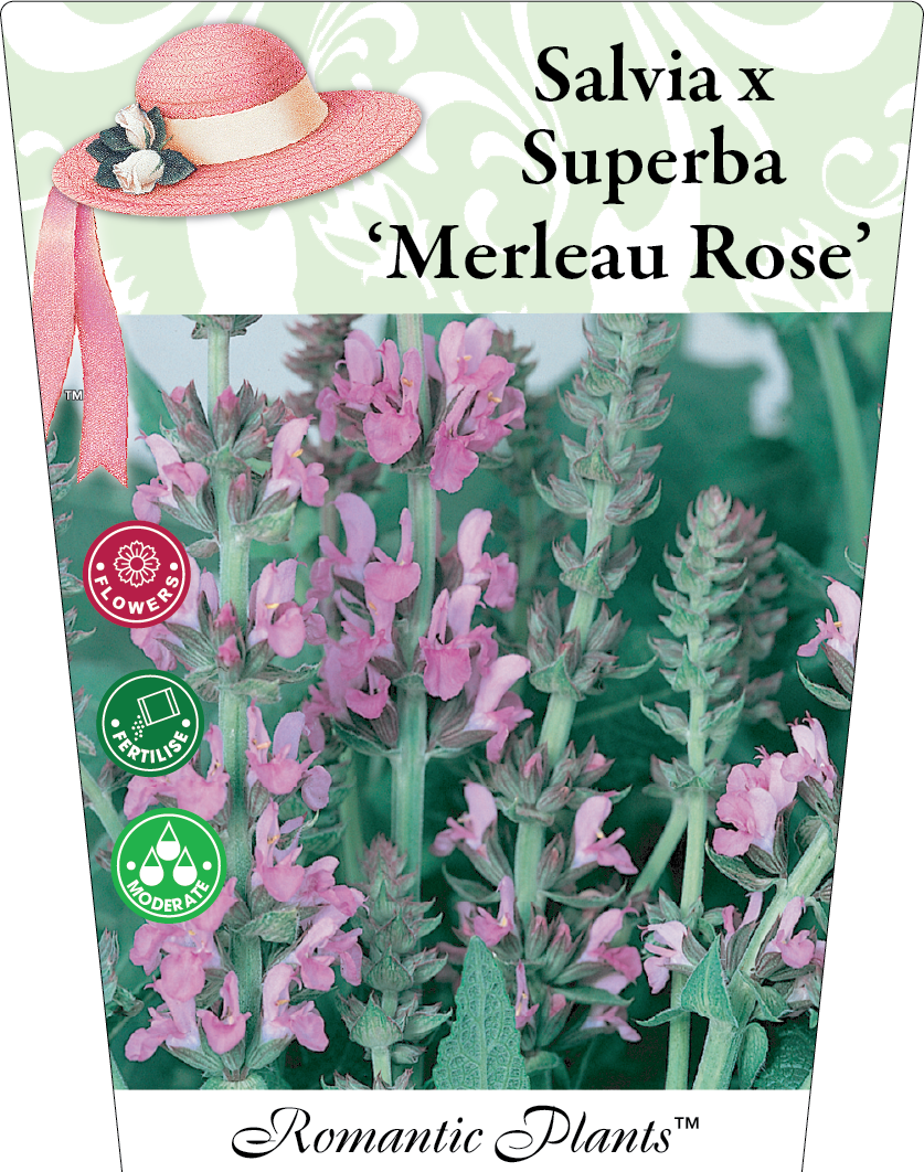 Salvia superba Merleau Rose 95mm