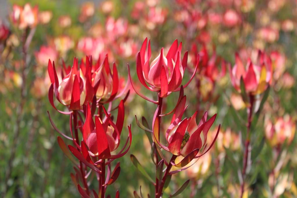 Leucadendron 'Strawberries & Cream' 25cm