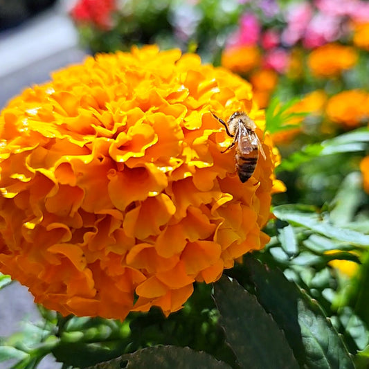 Marigold African 100mm