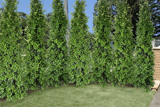 Syzygium australe 'Straight and Narrow' 20cm