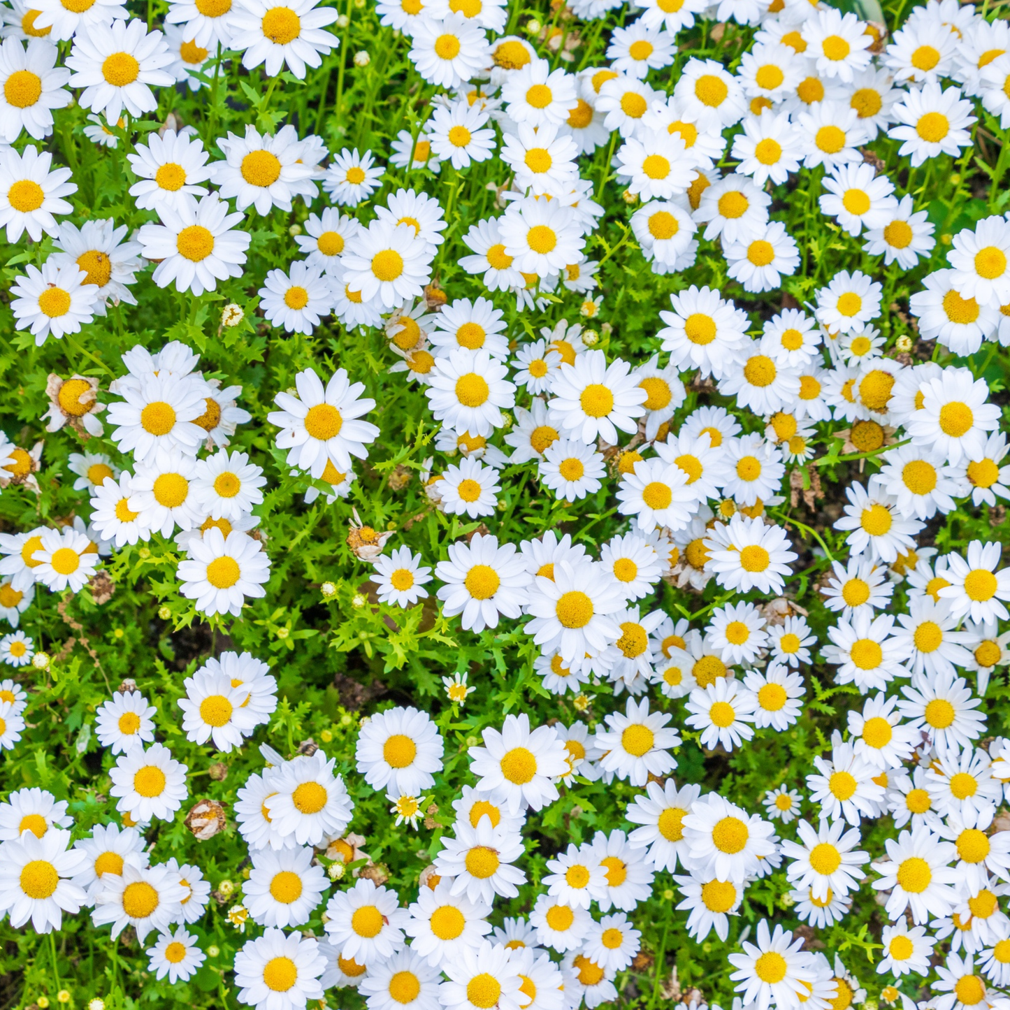 Chrysanthemum paludosum 100mm