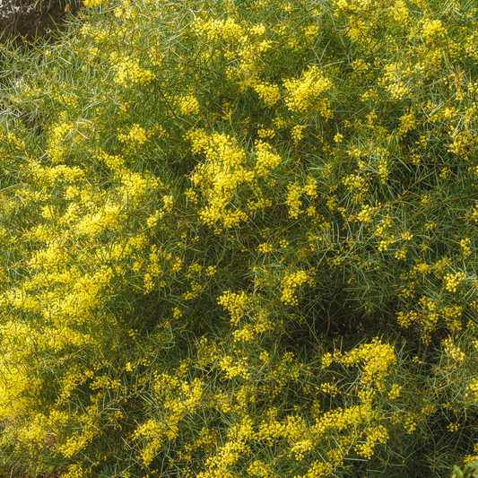 Acacia boormanii 'Snowy river wattle' 20cm