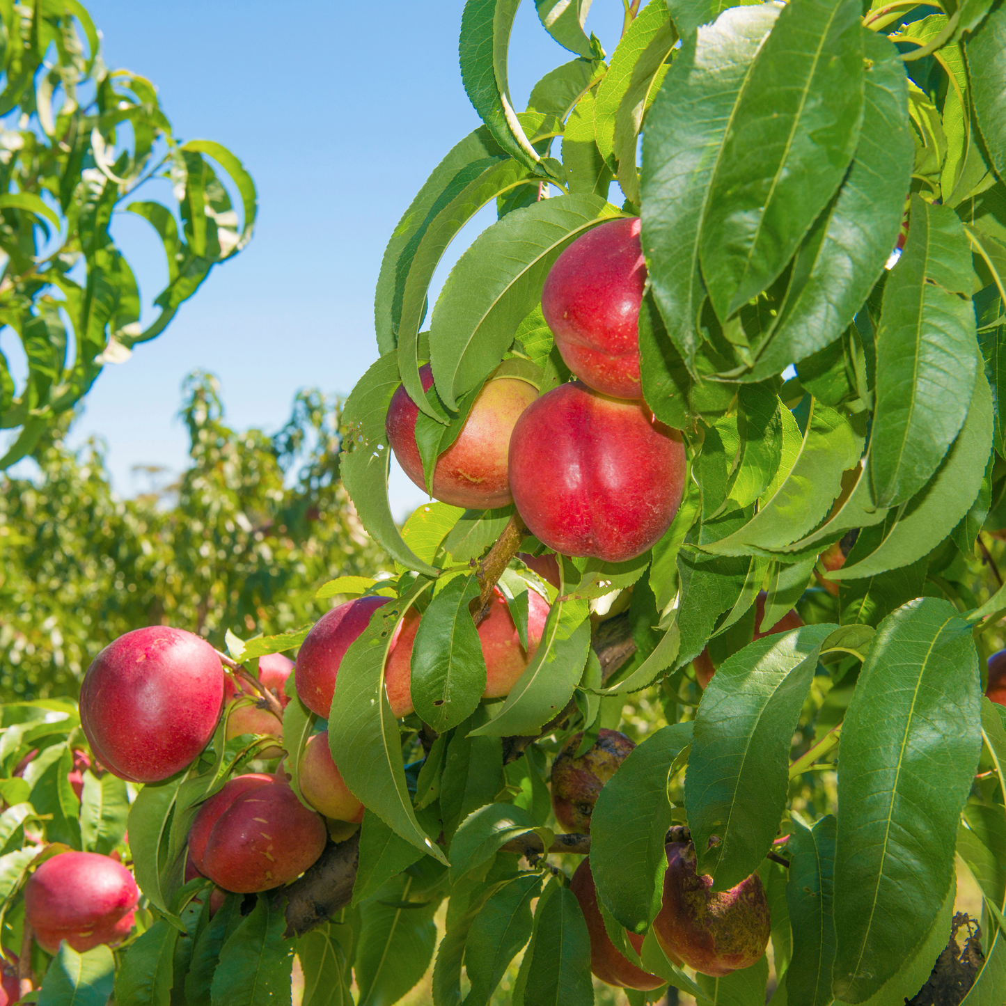 Nectarine 'Fantasia' 25cm