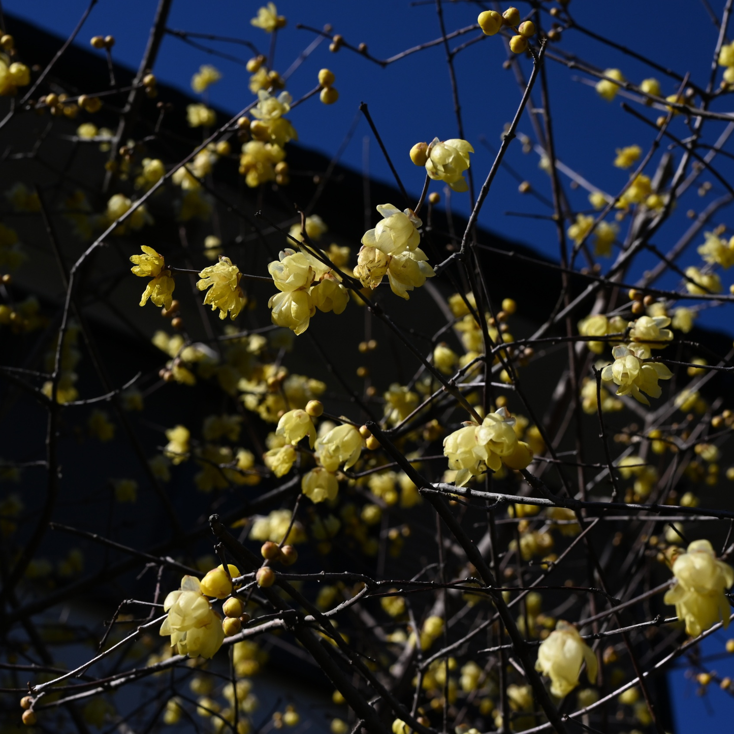 Chimonanthus praecox 'Wintersweet' 20cm