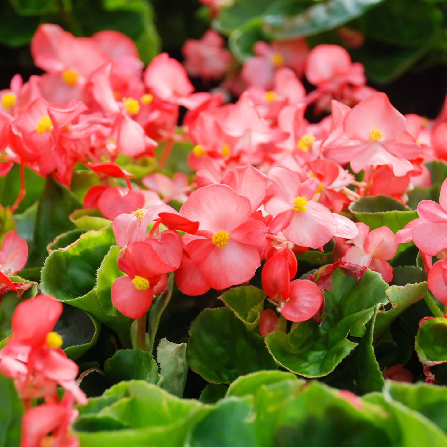 Begonia Assorted 100mm