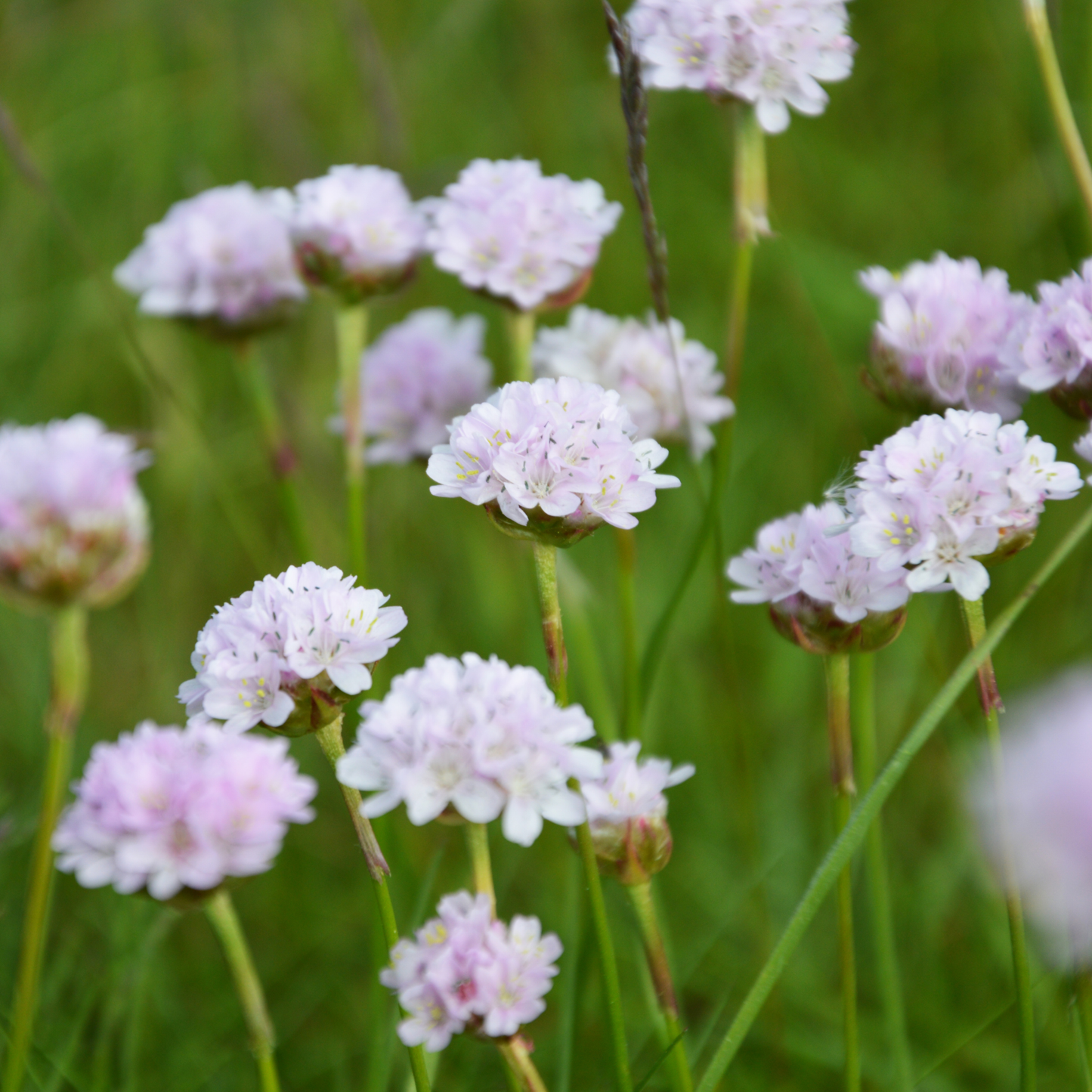 Armeria mix 14cm
