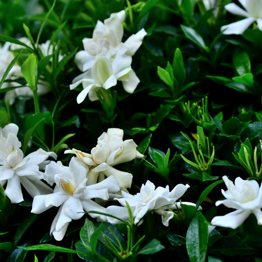Gardenia augusta Radicans 14cm