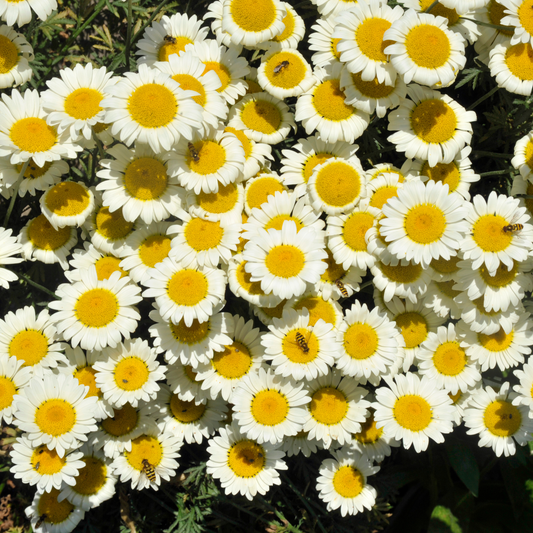 Anthemis tinctoria Susanna Mitchell 14cm
