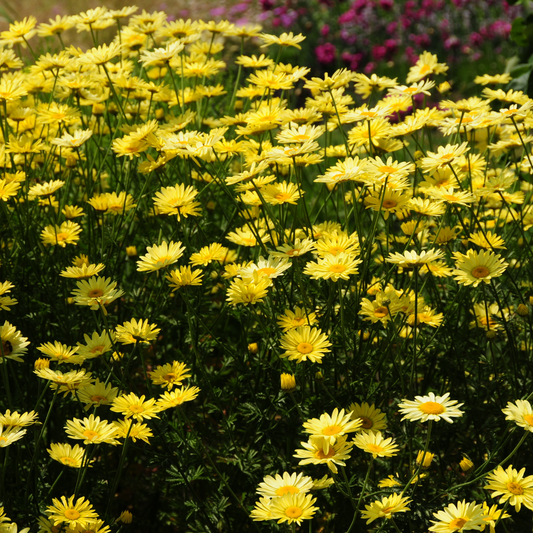 Anthemis tinctoria EC Buxton 14cm