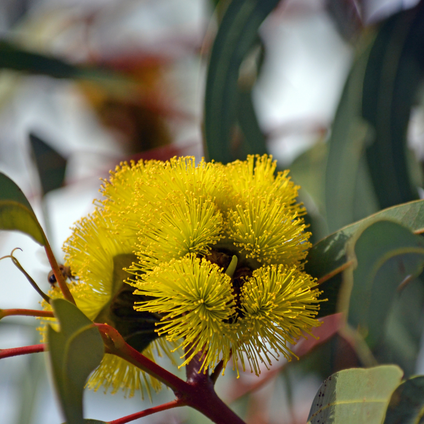 Eucalyptus erythrocorys 20cm