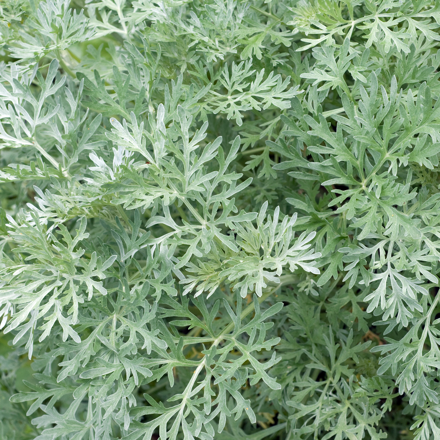 Artemisia arborescens 'Wormwood' 14cm