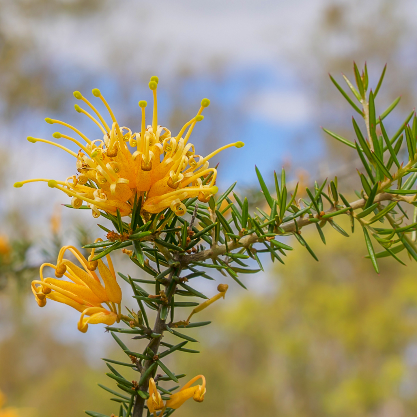 Grevillea juniperina Molonglo 14cm
