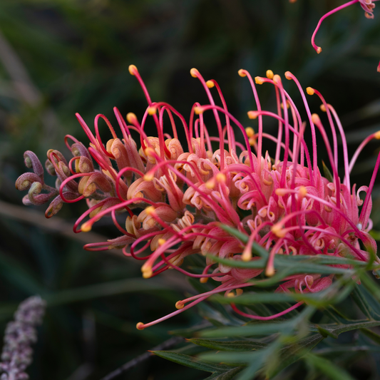 Grevillea 'Superb' 20cm