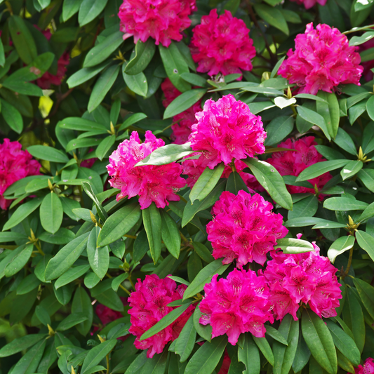 Rhododendron Assorted 20cm