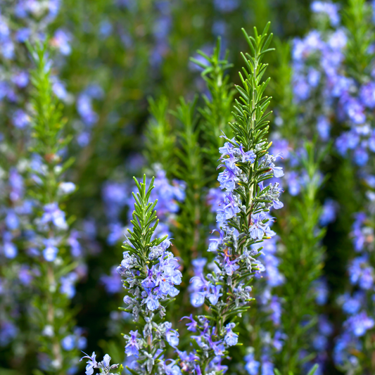 Rosemary 'Blue Lagoon' 20cm