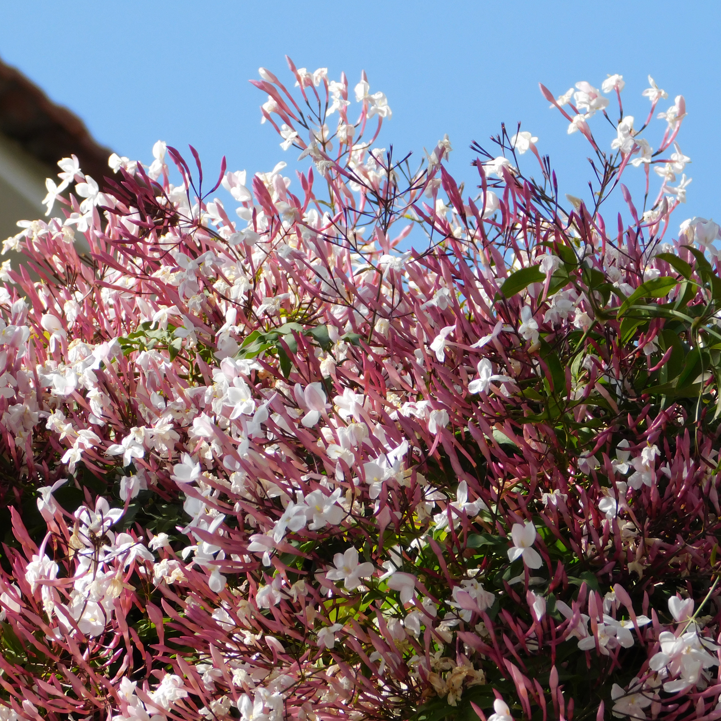 Jasminum polyanthum 'Common Jasmine' 20cm