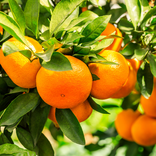 Orange Lanes Late Grafted 5L