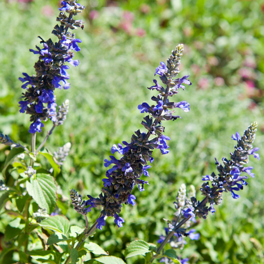 Salvia 'Mystic Spires' 14cm