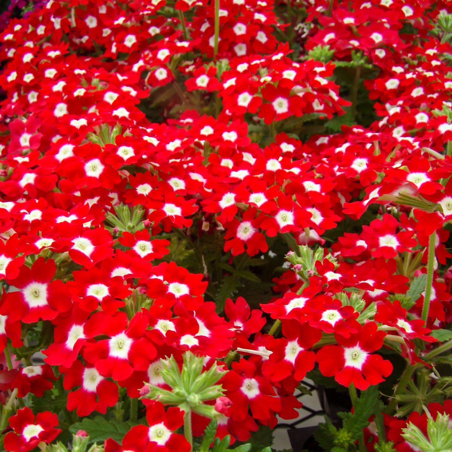 Verbena Mix 100mm