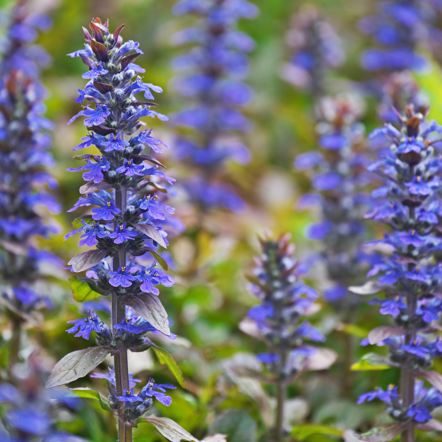Ajuga 'Tuff n Tidy' 14cm