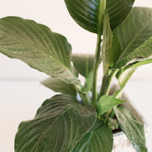 Spathiphyllum 'Peace Lilly' 14cm