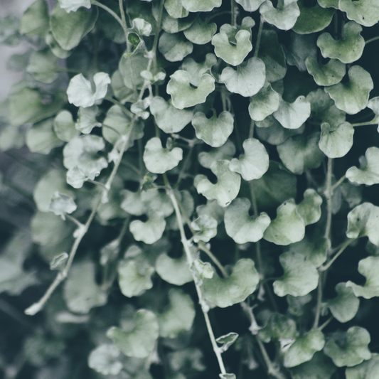 Dichondra 'Silver Falls' 14cm
