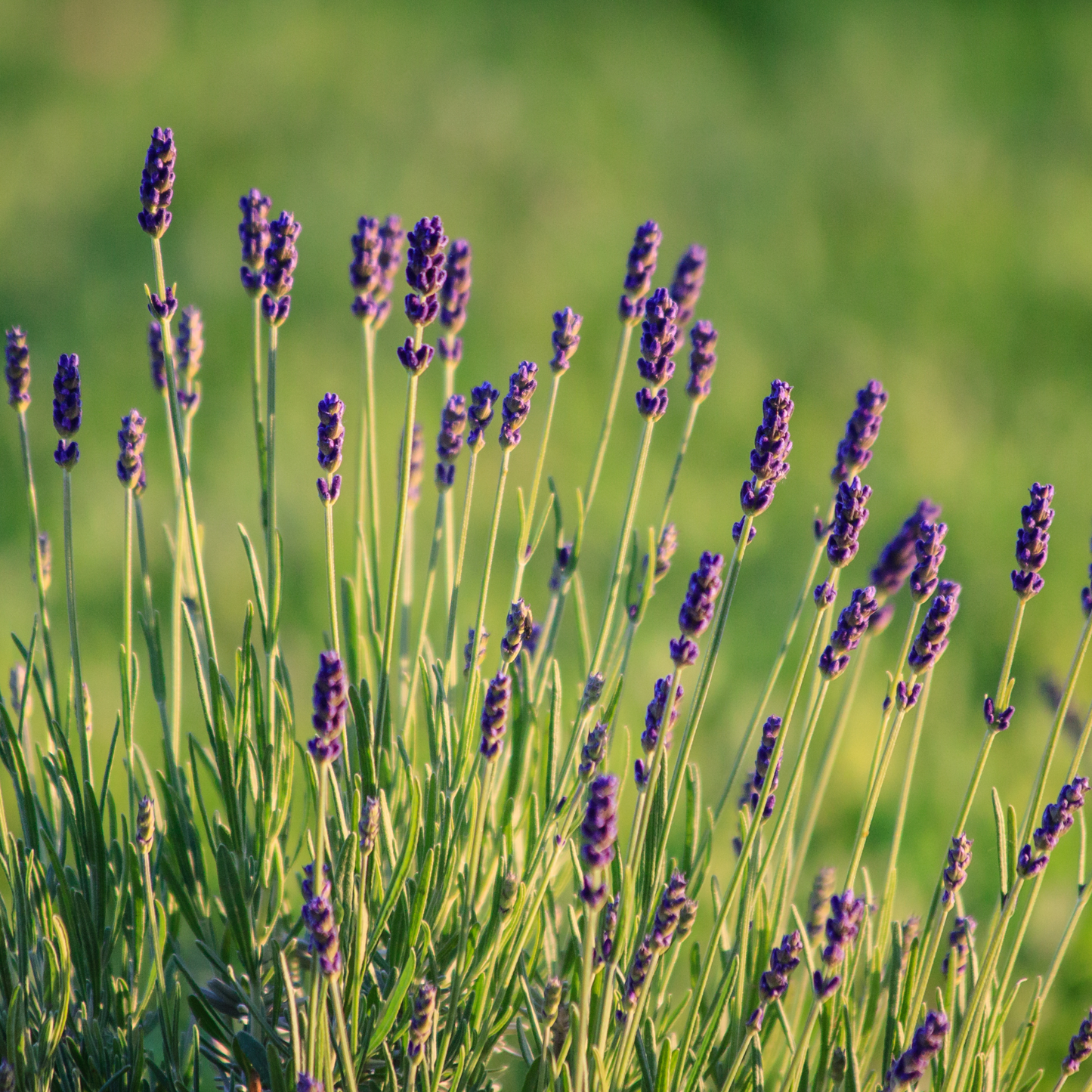 Lavender Munstead Dwarf 100mm