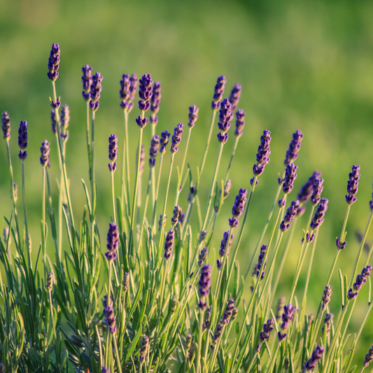 Lavender Munstead Dwarf 100mm