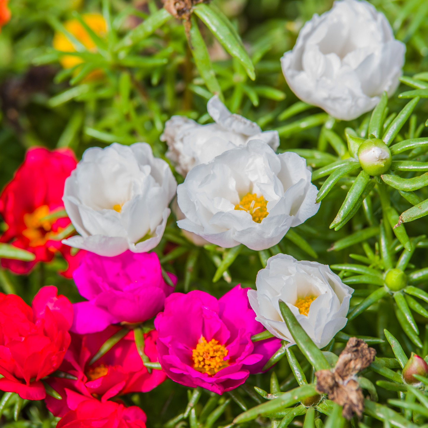 Portulaca Mix 100mm