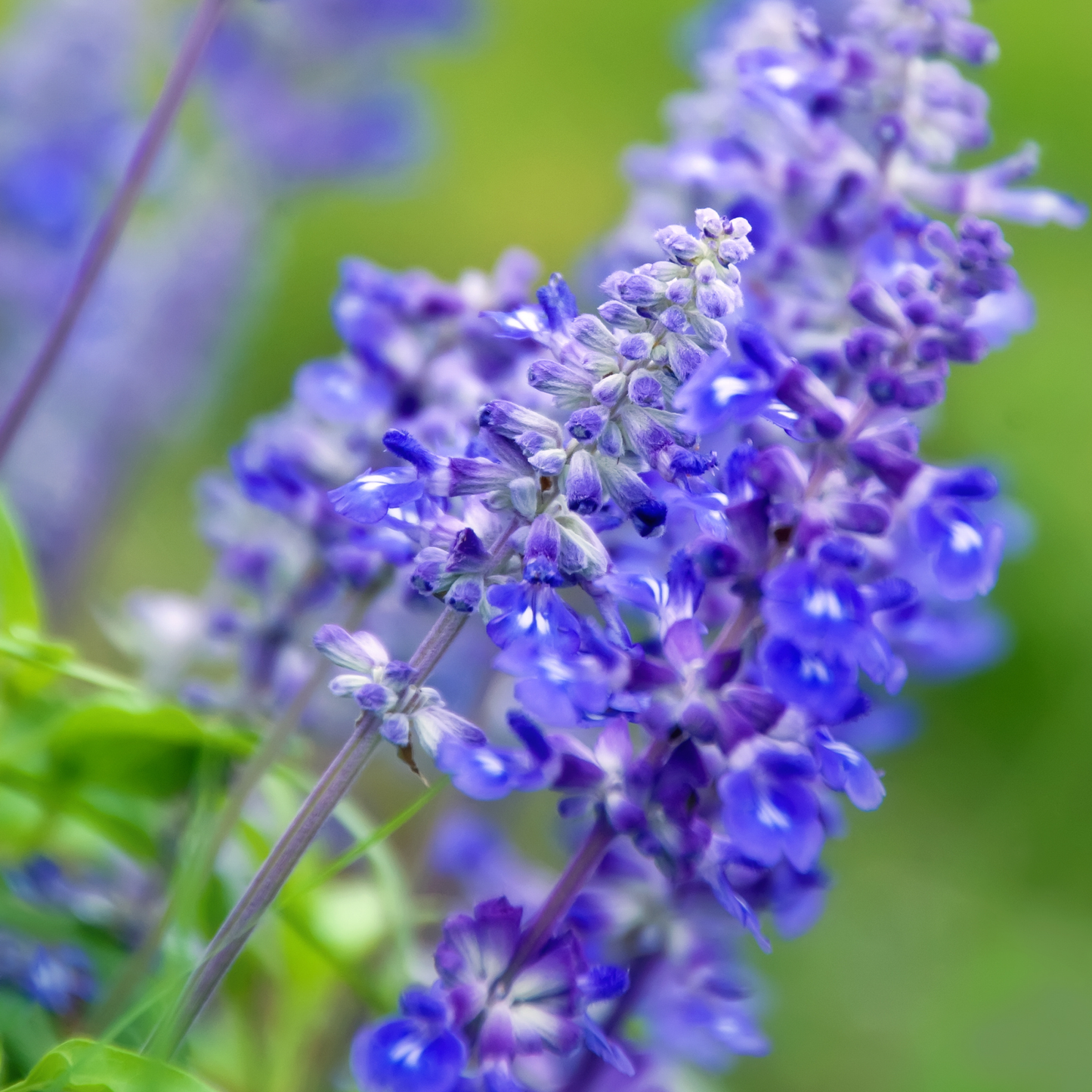 Salvia Blue 100mm